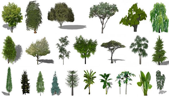 Download and use various 3d sketchup components of plants in your sketchup scenes
