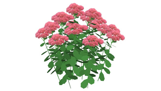 Sketchup Components 3D Warehouse - Flowers | Sketchup‬ 3D Warehouse Flowers