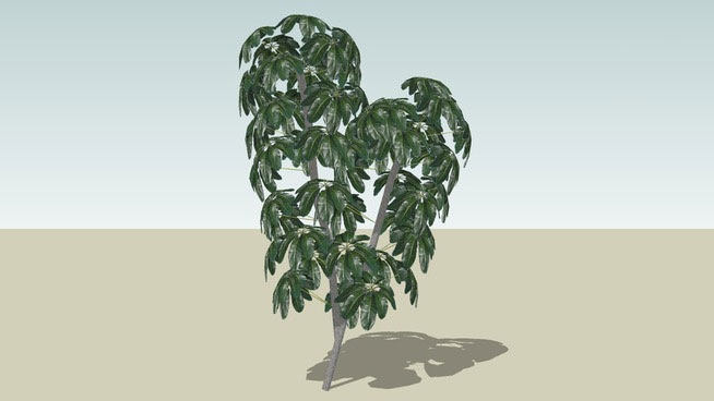 Schefflera Tree